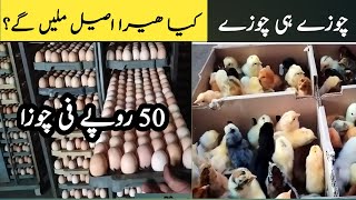 Chicks Business in Rawalpindi Islamabad Hatchery in RWP ISB [upl. by Ynolem]