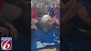 Rescued manatees were returned to the water [upl. by Tabby57]