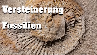 Evolution Fossilien Versteinerung [upl. by Nylime]