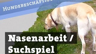 Nasenarbeit  Suchspiel für Hunde  Leckerlisuche Hund Beschäftigung Hundebeschäftigung [upl. by Peti844]