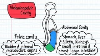 Body Cavities  Drawn amp Defined [upl. by Nihs21]