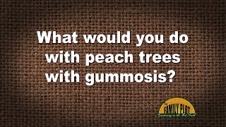 QampA – What would you do with a peach tree with gummosis [upl. by Marquez978]