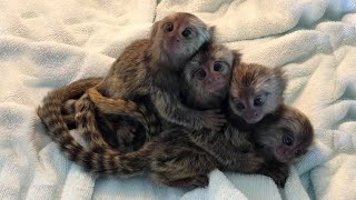 The smallest adorable marmoset monkey in the world [upl. by Neeluqcaj702]