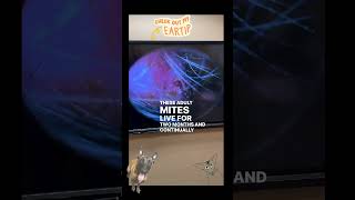 Ear Mites amp Video Otoscopy [upl. by Annuahs698]