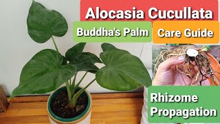 Alocasia Cucullata Buddhas Palm Care Guide  Propagation by Rhizome [upl. by Haela]