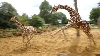 Giraffes walk gallop and play at ZSL Whipsnade Zoo [upl. by Anavi]