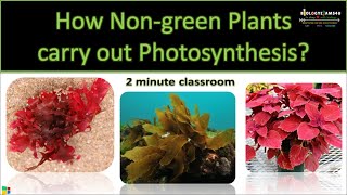 How do non green plants perform Photosynthesis [upl. by Bourke96]