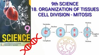 9 SCIENCE 18 ORGANIZATION OF TISSUES CELL DIVISION  MITOSISLesson explanation in Tamil amp English [upl. by Yelnikcm]