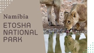 Etosha National Park [upl. by Yram]