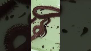 Animal kingdom phylum Aschelminthes theoryofphysics physicsfun anubhavsir gwalior [upl. by Obellia]