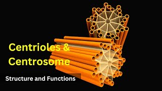 Centrioles structure and functions Centrosomes  Cilia and FlagellaBiology class 9 Cell biology [upl. by Oinota104]