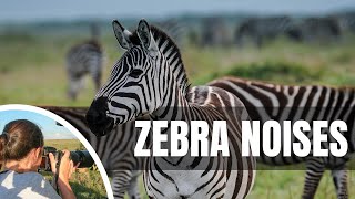 🦓 What sound does a zebra make [upl. by Ayot]