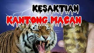 Khasiat Dan Kesaktian Kantong MacanYang Melegenda Di Tanah Jawa [upl. by Kcor]