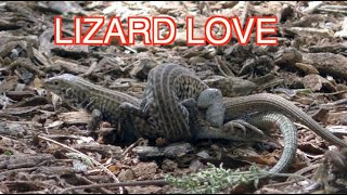 Whiptail Lizards Mating NARRATED [upl. by Sprague]