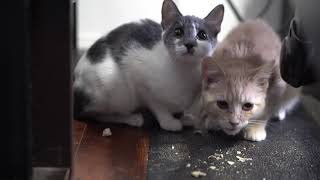 How To Socialize Spicy Feral Kittens Helping Feral Kittens Become More Friendly [upl. by Nial]