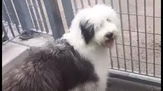 LIVE Sheepdog Puppy Plays in NYC Sprinklers  The Dodo [upl. by Jase895]