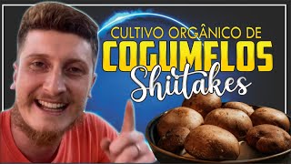 🍄 Como cultivar cogumelos shitake orgânico [upl. by Nairadal]