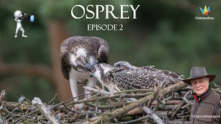 WILDLIFE PHOTOGRAPHY Amazing Osprey in beautiful Sweden Episode 2 [upl. by Ahsiek]