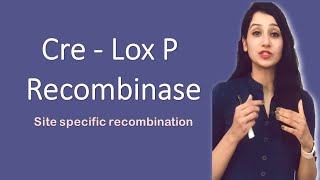 CRE LOX P Recombinase I Site specific recombination I Bacteriophage P [upl. by Savdeep877]