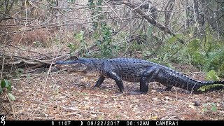 Swamp Trail Camera Pickup [upl. by Yonita326]