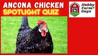 Ancona Chicken Spotlight Quiz [upl. by Junius908]