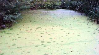 duckweed clearance removal Essex Aquaticswmv [upl. by Ralleigh384]