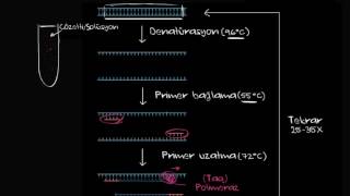 Polimeraz Zincir Reaksiyonu  PCR Biyoloji  Biyomoleküller [upl. by Irehs]