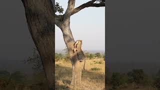 Leopards Prey Falls Out of Tree [upl. by Arrej]