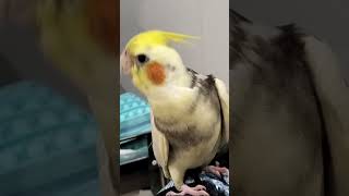 CACATUA  NINFA CANTANDO [upl. by Reagen]