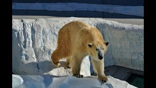 Les animaux du froid  Documentaire animalier [upl. by Suinotna]