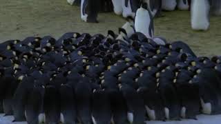 BBC’s Planet Earth Ice Worlds  Male Emperor Penguins Huddling [upl. by Devine]