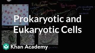 Prokaryotic and eukaryotic cells  Biology  Khan Academy [upl. by Aimik991]