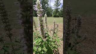 Pollinators Love This Plant agastache bees butterflies pollinators [upl. by Mashe188]