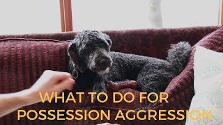 Dog Possession Aggression What To Do [upl. by Anestassia958]