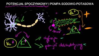 Potencjał spoczynkowy i pompa sodowopotasowa [upl. by Foley]