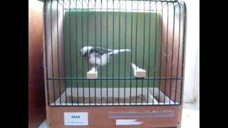 Gloster Video Kanarien Zucht Isenberg NZ Canary Germany Birds Glosters Breeds [upl. by Leff470]