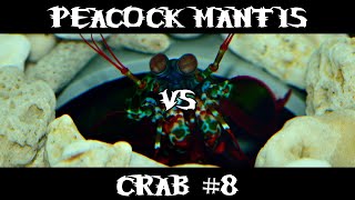 Peacock Mantis VS Crab 8 [upl. by Haldes213]