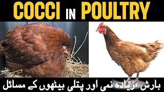 Remedy for Coccidiosis in Chickens  Prevention and Treatment of Coccidiosis in Poultry  Coccidia [upl. by Itsrejk429]