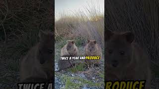 Happy Quokkas adorable animals adorableanimals cute shorts quokka [upl. by Timothee365]