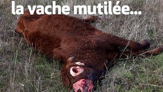 la vache mutilée  the unexplained files [upl. by Ammann]