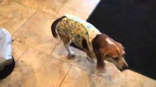 The Escape Proof Dog Diaper Suit  Beagle Tries Barkitwear® PSuit® [upl. by Ynned]