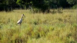 Passeio pelo Pantanal MS [upl. by Larrabee564]