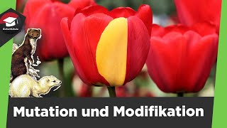 Mutation und Modifikation einfach erklärt  Genotyp und Phänotyp  3 Mutationsarten einfach erklärt [upl. by Walworth]