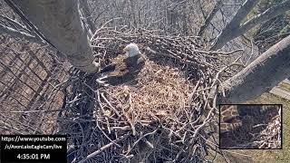 Avon Lake Eagle Cam 3 [upl. by Plotkin306]