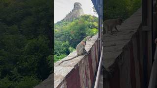 Monkeys everywhere at the Sholingur Hill temple [upl. by Lacsap306]