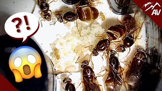 You wont believe what happened Ant Experiment Update [upl. by Fiske]