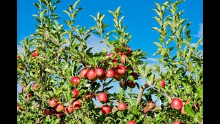 🍎Revolutionizing Farming with BASFs Smart Spray Program🍎 [upl. by Yoc301]