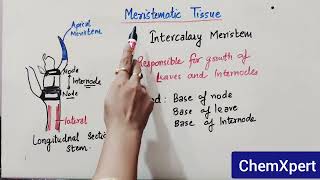 Meristematic Tissue  Class 9  Science  Chapter Tissue  CBSE  NCERT [upl. by Toddie]