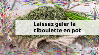 Laissez geler la ciboulette en pot [upl. by Balthazar]