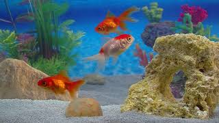 Goldfish Aquarium a Goldfish Aquarium for your Home HD 1080P by Fireplace for Your Home [upl. by Edyak750]